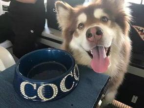 娱乐吃瓜酱安乐狗狗